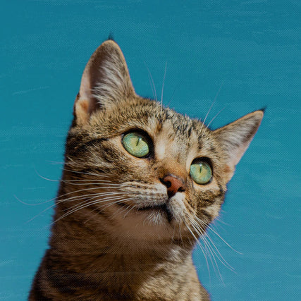 Cat Food & Suppliescat supplies image green eyed cat looking off