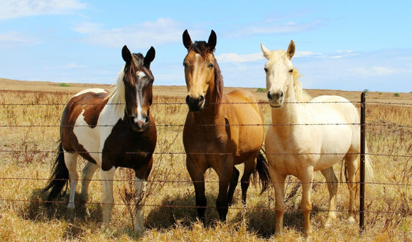 How To Provide Your Horse With Holistic Care