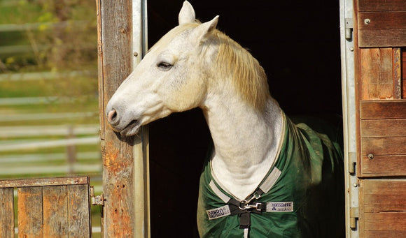 Identifying Horse Colic And What To Do About It