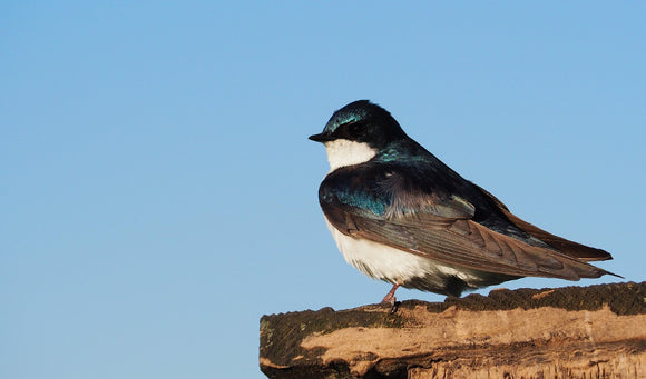 Keeping Wild Birds Healthy