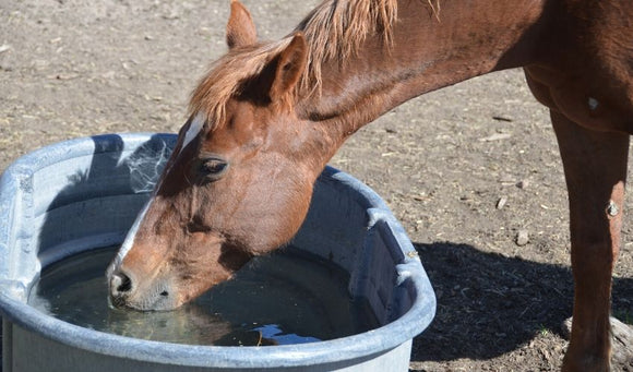 Stimulating Your Horse's Thirst