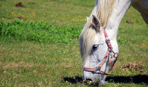 Refeeding the Malnourished Horse