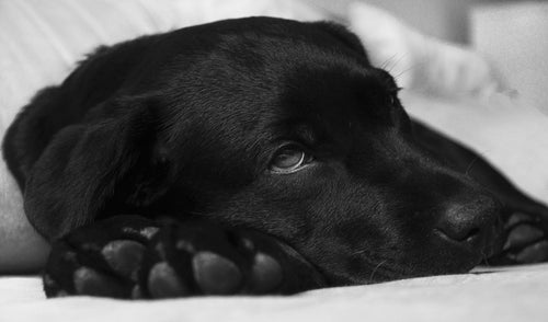Signs Your Dog May Be Sick