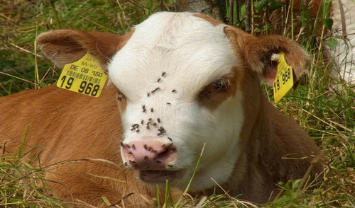 Tips for Controlling Flies in Feed Lots and Pastures