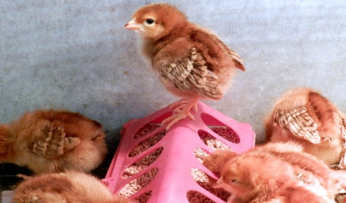 Adding New Chicks to Your Flock 