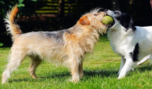 Is Your Dog Socializing Enough?