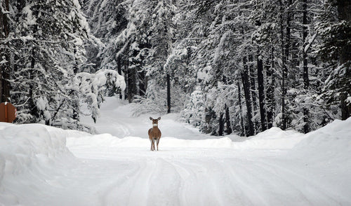 Winter Nutrition for Whitetails