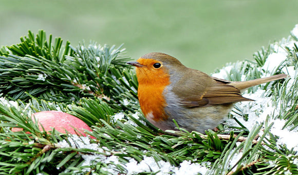 Winter WildBird Feeding 101