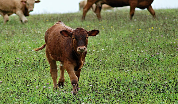 Year 'Round Supplementation Improves Pasture Utilization