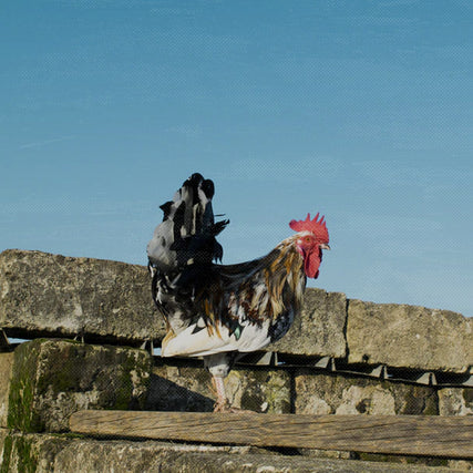 Poultry Feed & SuppliesPoultry supplies image rooster on a beam